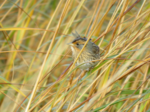 Saltmarsh Sparrow is the only endemic species in the Atlantic Coast Joint Venture. Photo by Brian Henderson