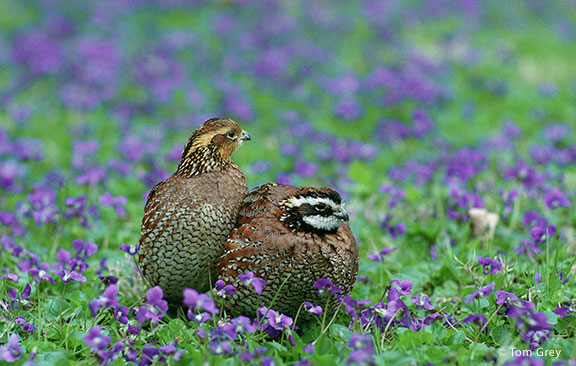 Northern Bobwhite - Tom Grey