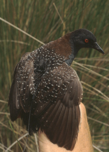 Black Rail is the smallest and rarest of the North American rails. Photo courtesy of Mike Legare/USFWS