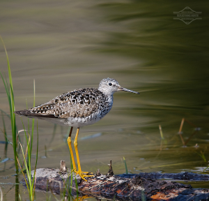 Lesser Yellowlegs