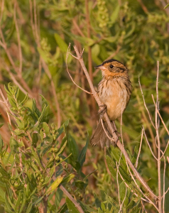 Salt Marsh Sparrow. Courtesy of Bill Hubick