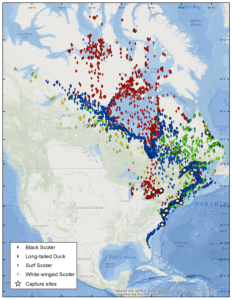 Geographic extent of locations determined from satellite telemetry of sea ducks marked along the Atlantic coast and Great Lakes. Points represent the best location per duty cycle. Locations are cumulative through 22 October 2014 (all birds, all species).