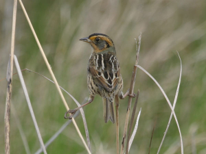 Saltmarsh Sparrow. Ed Sigda