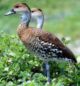 West Indian Whistling Duck. Photo courtesy of Ted Eubanks