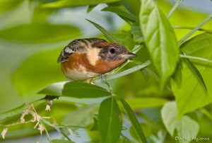 Bay-breasted Warbler. Courtesy of William Majoros