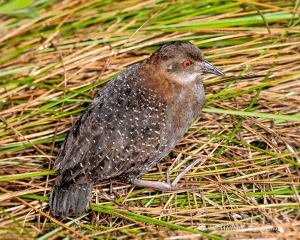 Special consideration was given to grants that considered ACJV focal species like the Black Rail. Michael Gray