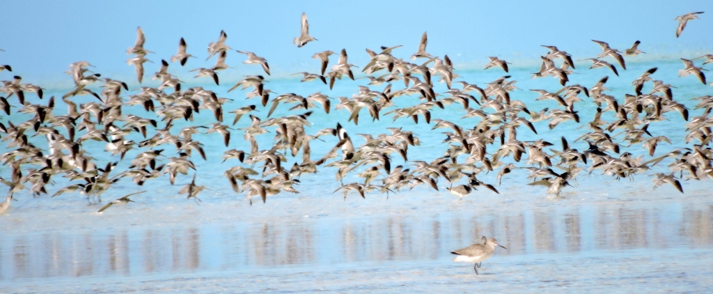 shorebirds tci craig-crop