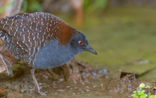 Black Rail. Sergio Bitran/Creative Commons