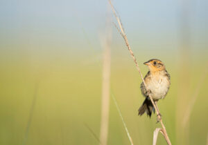 Saltmarsh Sparrow. Ray Hennessy, http://rayhennessy.com