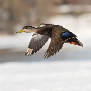 American Black Duck. USFWS