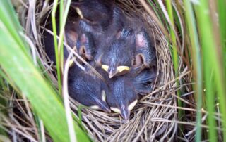 Saltmarsh Sparrow. USFWS/Rhonda Smith