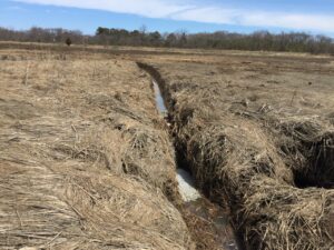 Runnel project at Parker River NWR to promote Spartina patens growth. USFWS/Nancy Pau