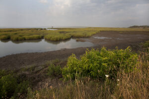 Black duck habitat in Virginia. NRCS