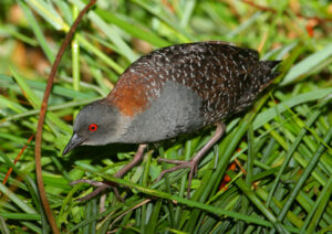 Black Rail. Photo by Bob Gress