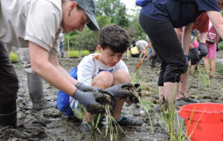 Marsh restoration. Connecticut Fund for the Environment