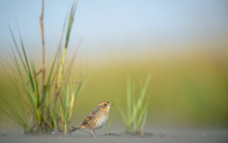 Saltmarsh Sparrow. Ray Hennessy, rayhennessy.com