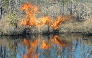 Prescribed marsh burn to improve Black Rail habitat. Susan McRae