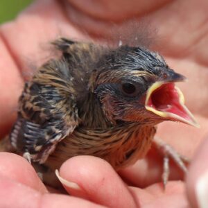 Saltmarsh Sparrow chick. USFWS/David Eisenhower