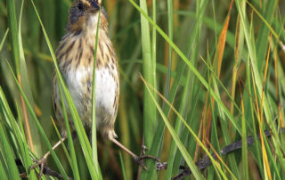 Saltmarsh Sparrow. USFWS