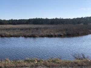 Newly protected land on the Delmarva Peninsula. VADWR