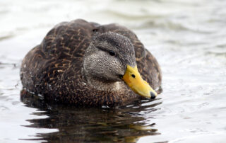 American Black Duck. Fyn Kynd Photography, Creative Commons