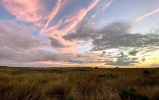 Black Rail habitat. USFWS/Craig Watson