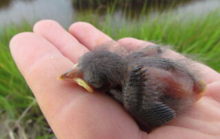 Saltmarsh Sparrow chick. SHARP