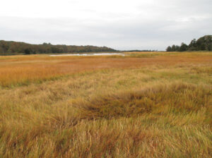 High marsh in New York. Sandra Rishard, Creative Commons