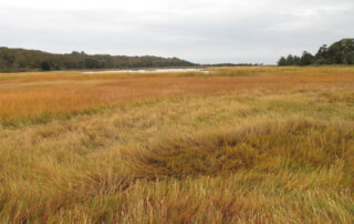 High marsh in New York. Sandra Rishard, Creative Commons