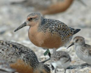 Red Knot. USFWS