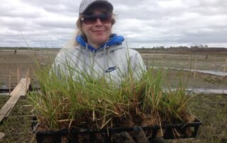 Saltmarsh restoration. Save the Bay