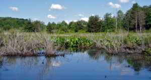 Wetland habitat. USFWS