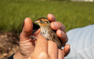 Saltmarsh Sparrow Survey. Photo by Lauren Owens Lambert