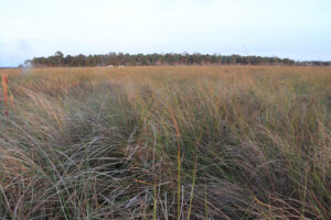 Black Rail Habitat. Photo by Woody Woodrow