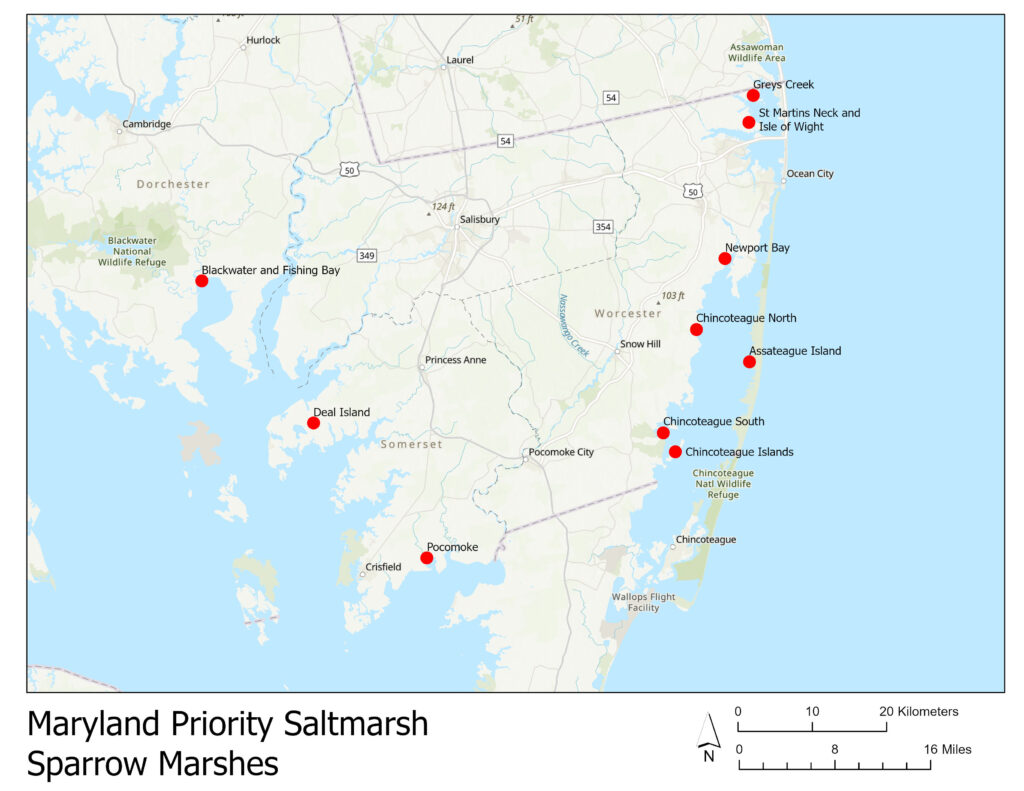 Priority salt marshes in Maryland