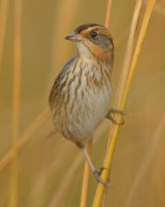 Saltmarsh Sparrow. Photo by Mike Kilpatrick