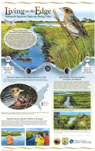 Saltmarsh Sparrow Poster