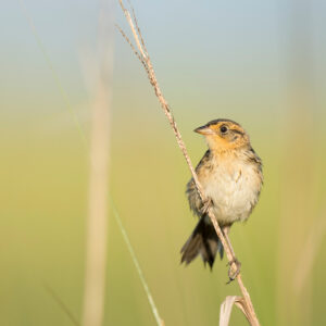 These projects help protect and restore habitat for the Saltmarsh Sparrow. Ray Hennessy