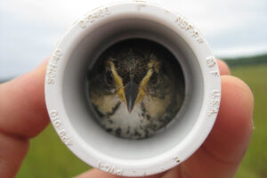 Saltmarsh Sparrow survey efforts.