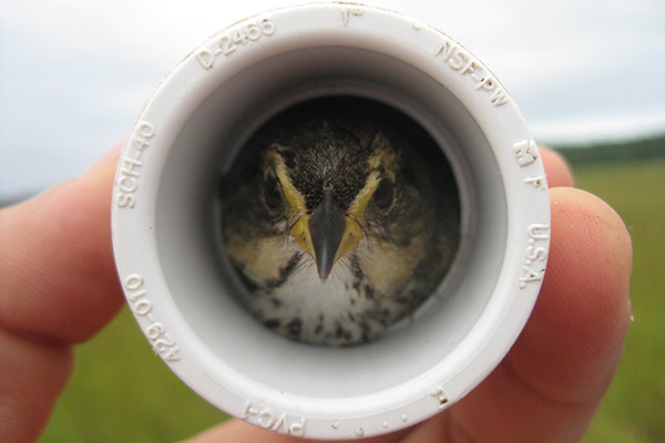 Saltmarsh Sparrow survey efforts.