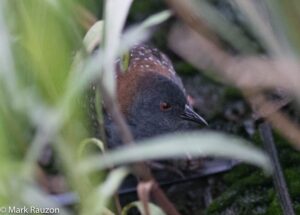 Black Rail. Mark Rauzon