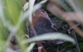 Black Rail. Mark Rauzon