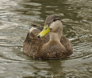 American Black Duck. Hal Trachtenberg