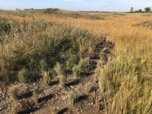 Hummocks. Audubon CT