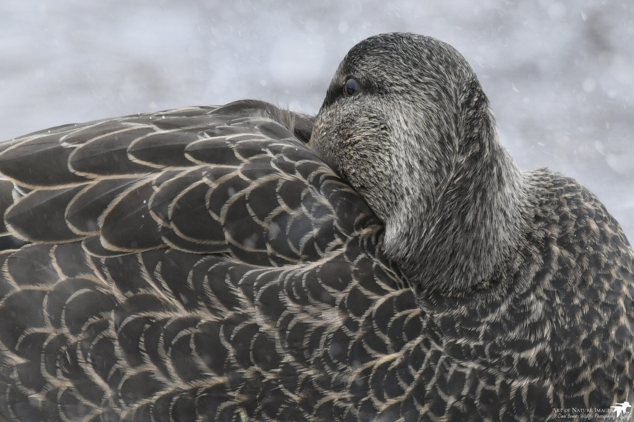 American Black Duck. Dave Bowers