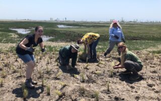 Volunteers planting Spartina. Audubon CT