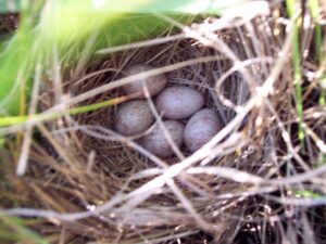 Saltmarsh Sparrow nest with eggs by Rhonda Smith/USFWS