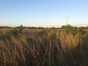 Inland non-tidal Black Rail habitat at St. Johns National Wildlife Refuge, Brevard County, FL. Adam Smith