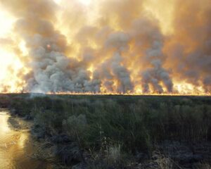 Fire management in a marsh