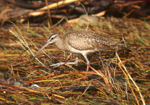 Photo of whimbrel in a saltmarsh by alan schmierer